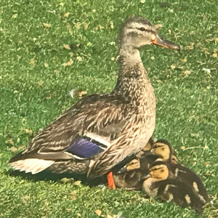 Wildlife on our lake